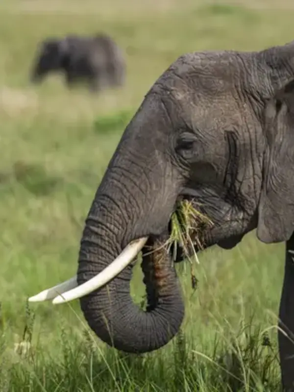 East Africa: Maasai Mara, Serengeti Safaris, & Island Paradise