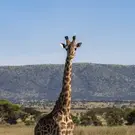61734881ed00e9c17a9411df59bf000e.webp