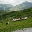 Sheepdog_TasteofIreland_Featured.png