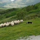 SheepDog_Featured.jpeg