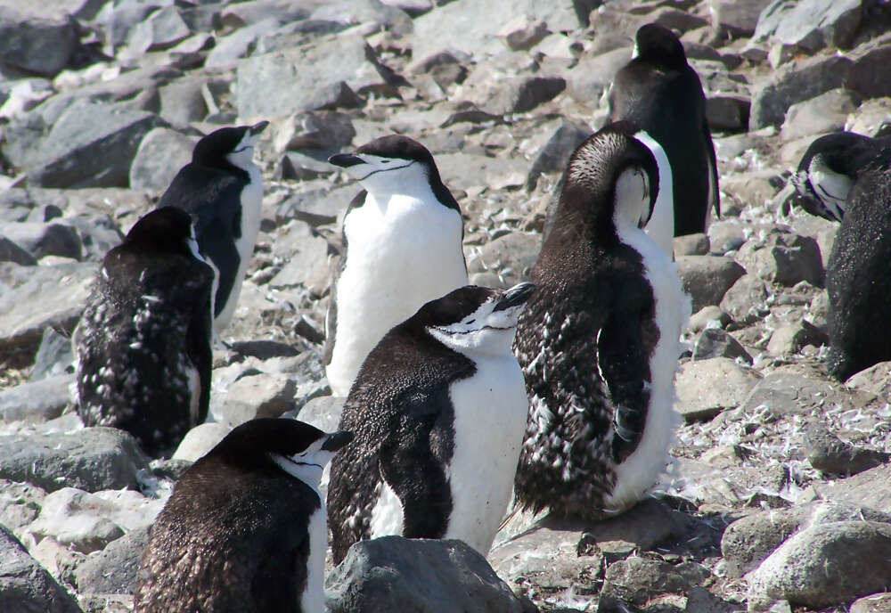Antarctica: The White Continent