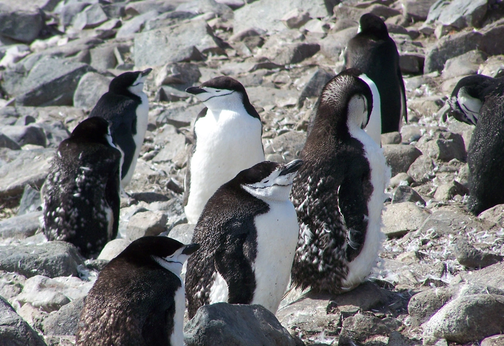 Antarctica: The White Continent