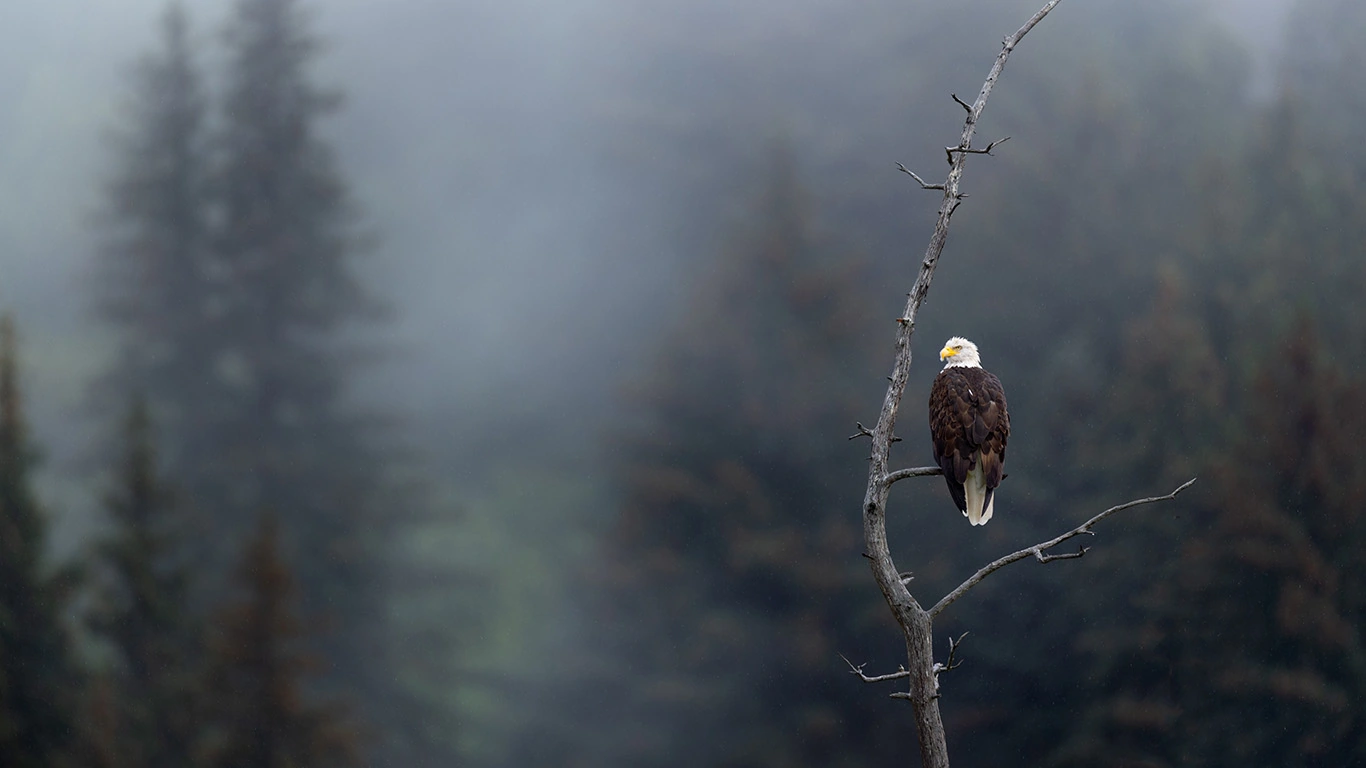 Alaska's Northern Lights