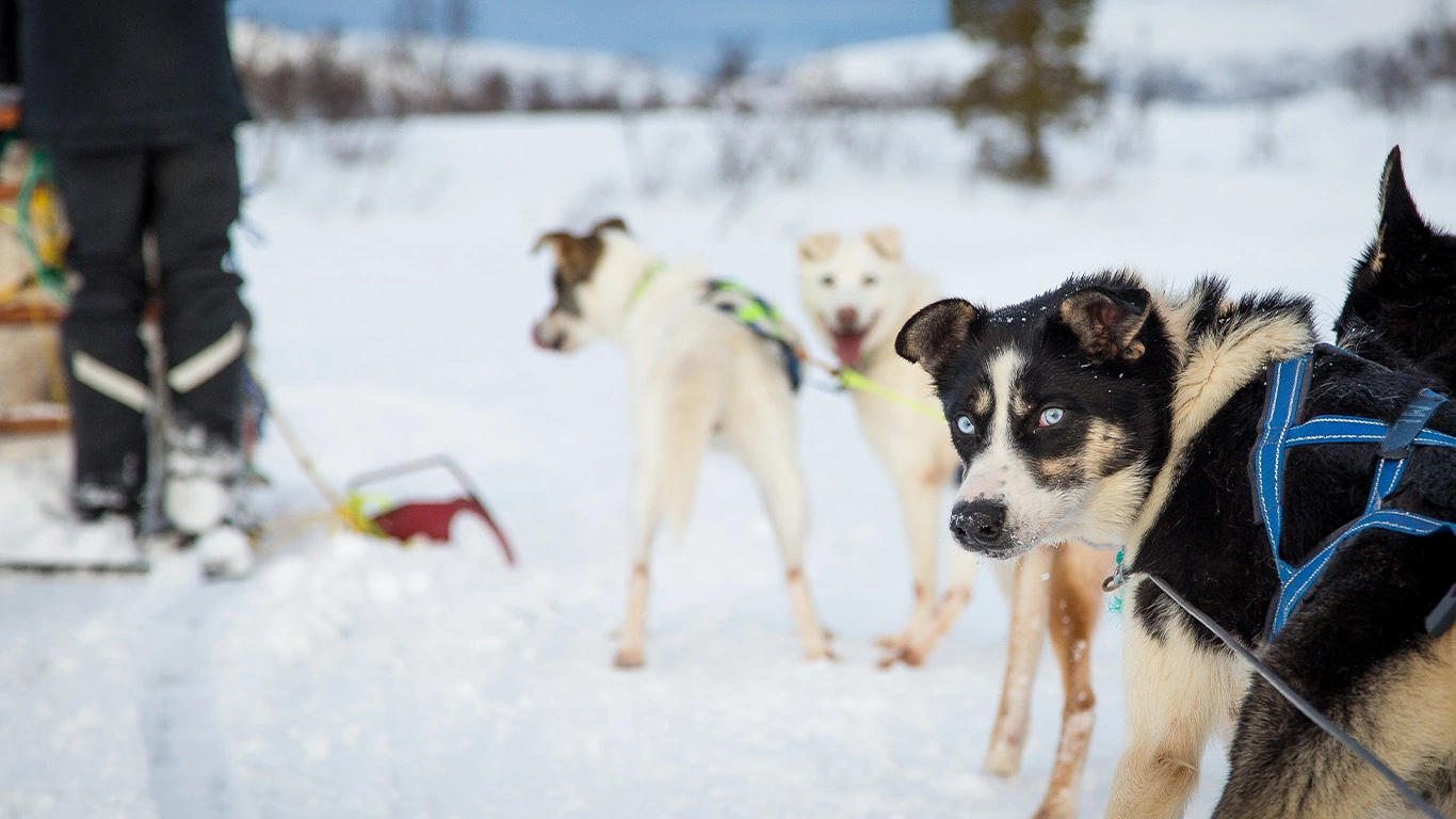 Alaska's Northern Lights