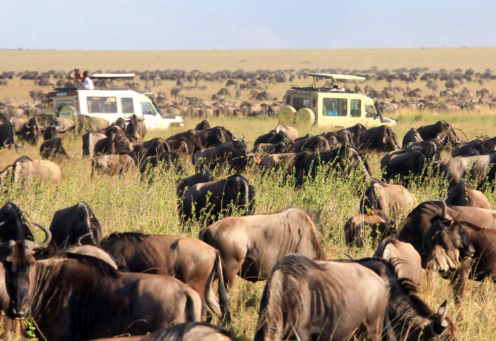 African Safari: Kenya and Tanzania