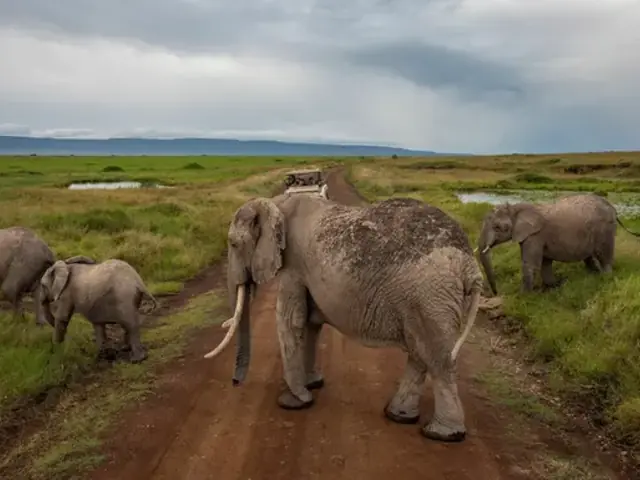 Kenya: Cultural Connections, Maasai Mara & East Africa Safari