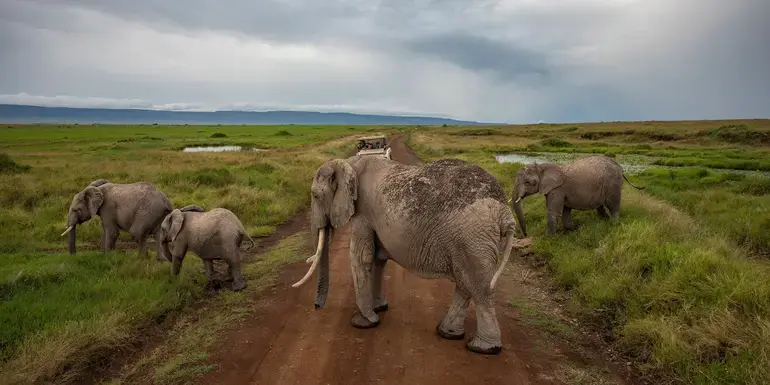 Kenya: Cultural Connections, Maasai Mara & East Africa Safari