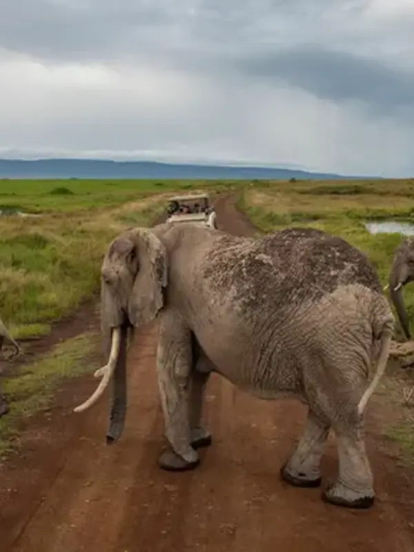 Kenya: Cultural Connections, Maasai Mara & East Africa Safari