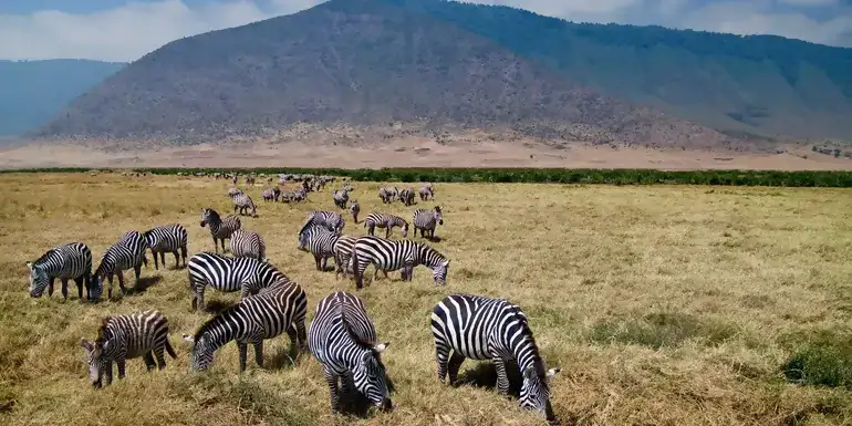 Tanzania: The Serengeti, Ngorongoro Crater & Local Flavours