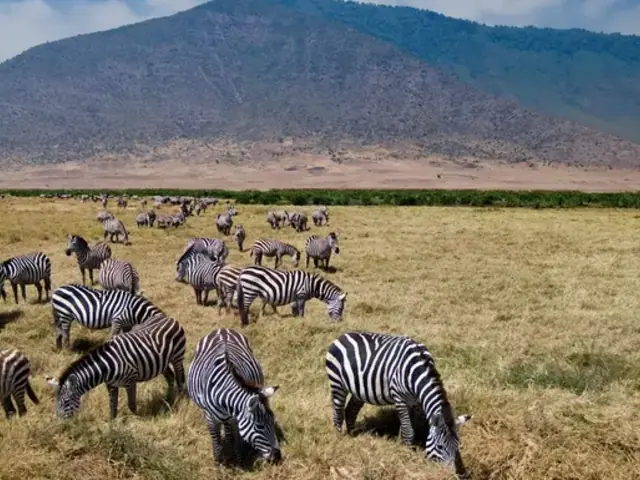 Tanzania: The Serengeti, Ngorongoro Crater & Local Flavours