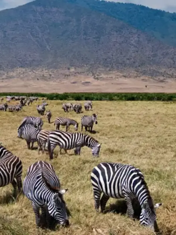 Tanzania: The Serengeti, Ngorongoro Crater & Local Flavours