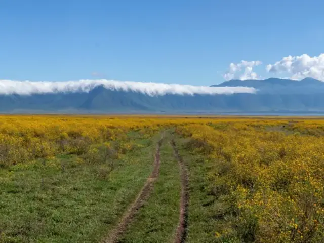 East Africa: Safari Drives, Maasai Culture & the Great Migration
