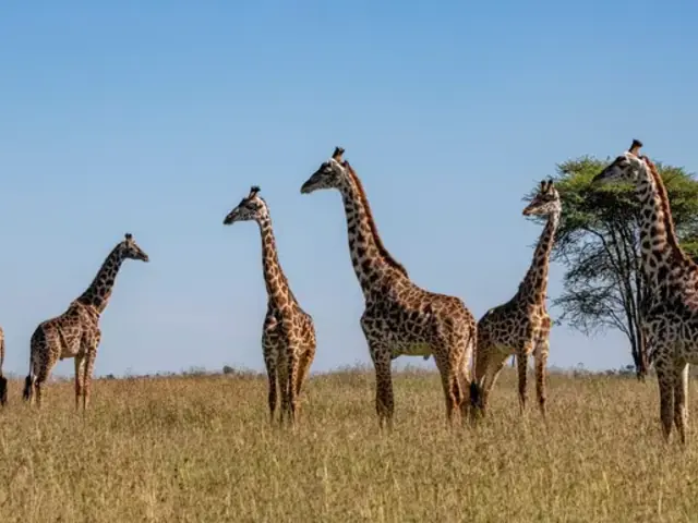 Tanzania & Zanzibar: The Serengeti, Ngorongoro Crater & Island Shores