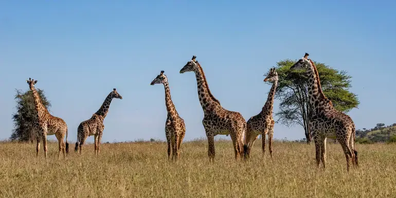 Tanzania & Zanzibar: The Serengeti, Ngorongoro Crater & Island Shores