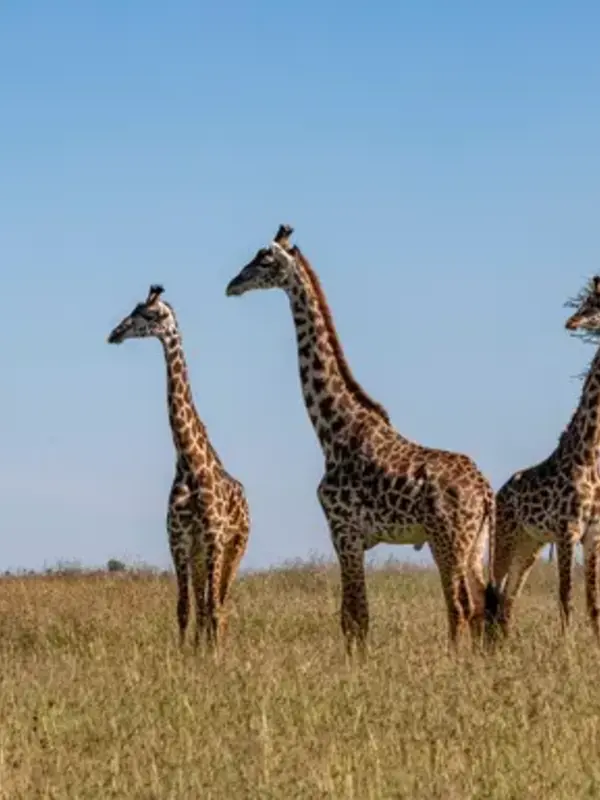 Tanzania & Zanzibar: The Serengeti, Ngorongoro Crater & Island Shores