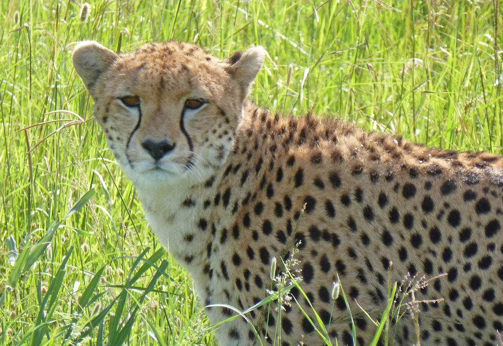 The Plains of Africa Kenya Wildlife Safari