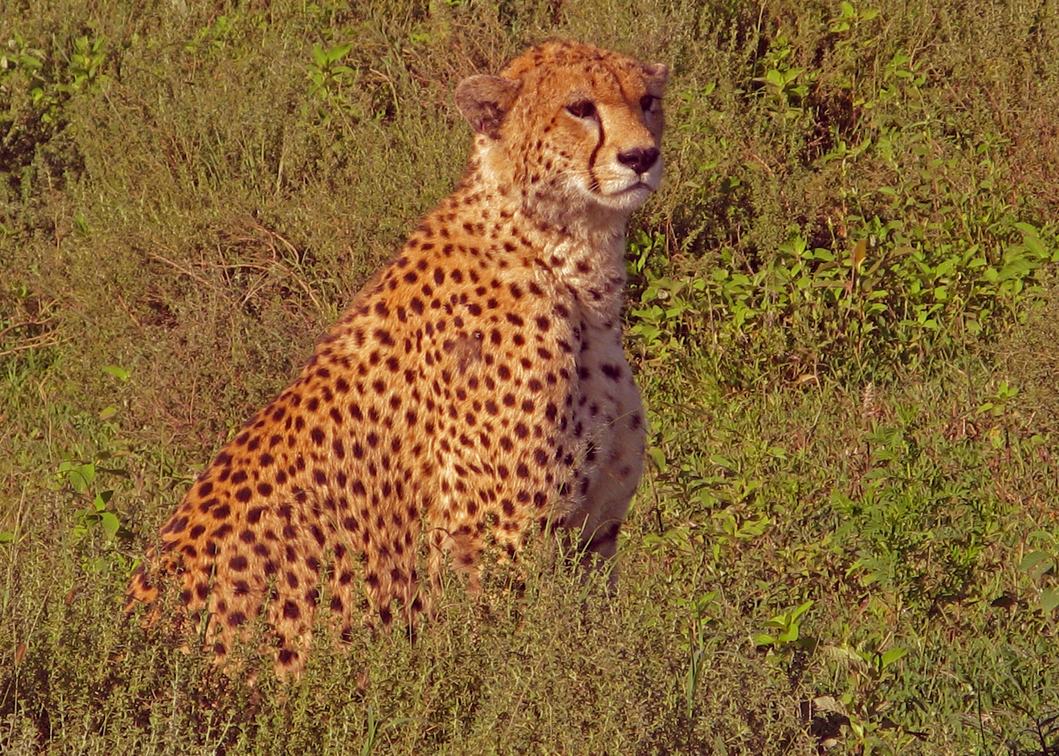 The Plains of Africa Kenya Wildlife Safari