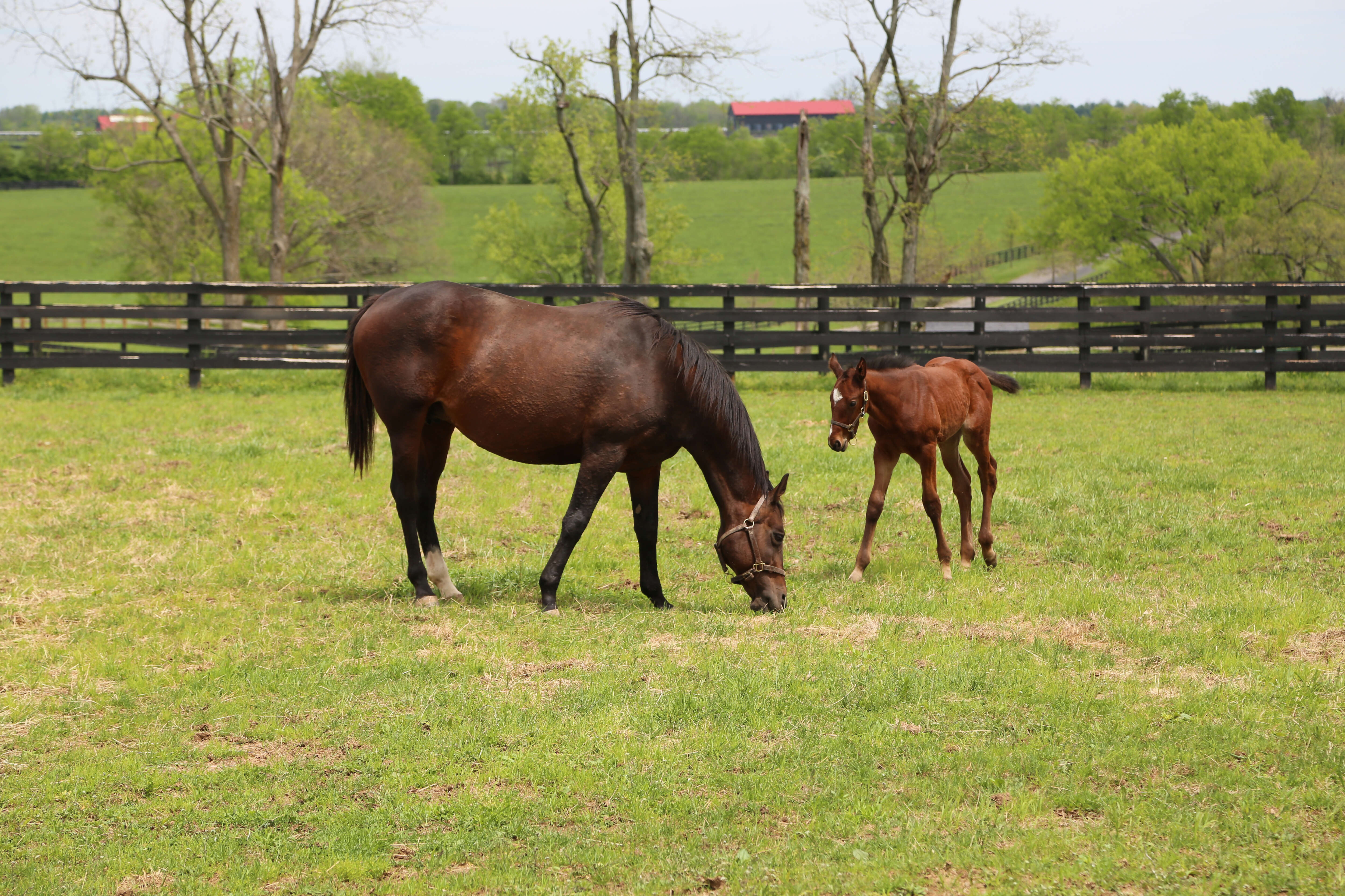 Bluegrass Country & the Smoky Mountains featuring Louisville, Lexington, Gatlinburg & Asheville