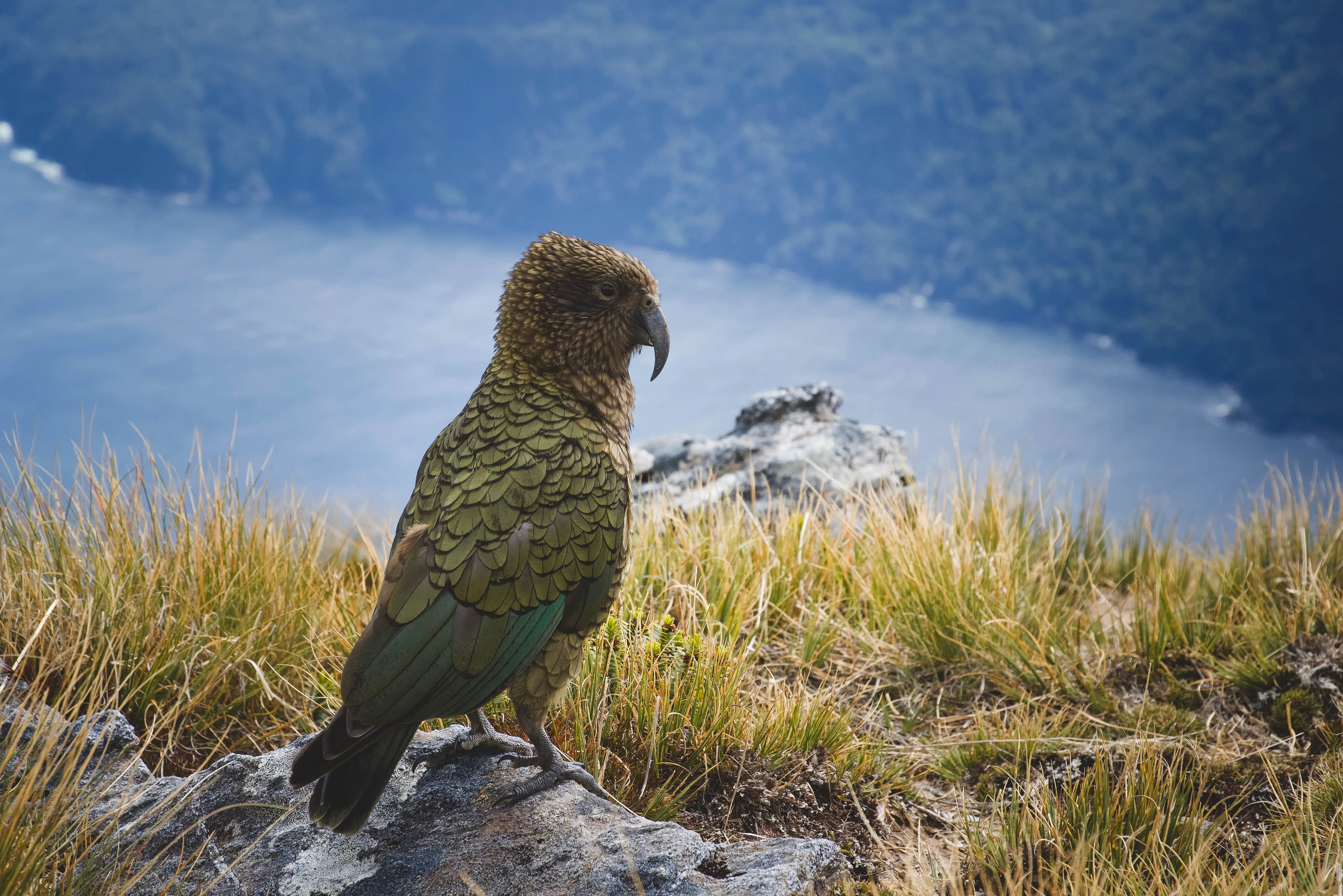 Exploring New Zealand's Wonders featuring the North & South Islands