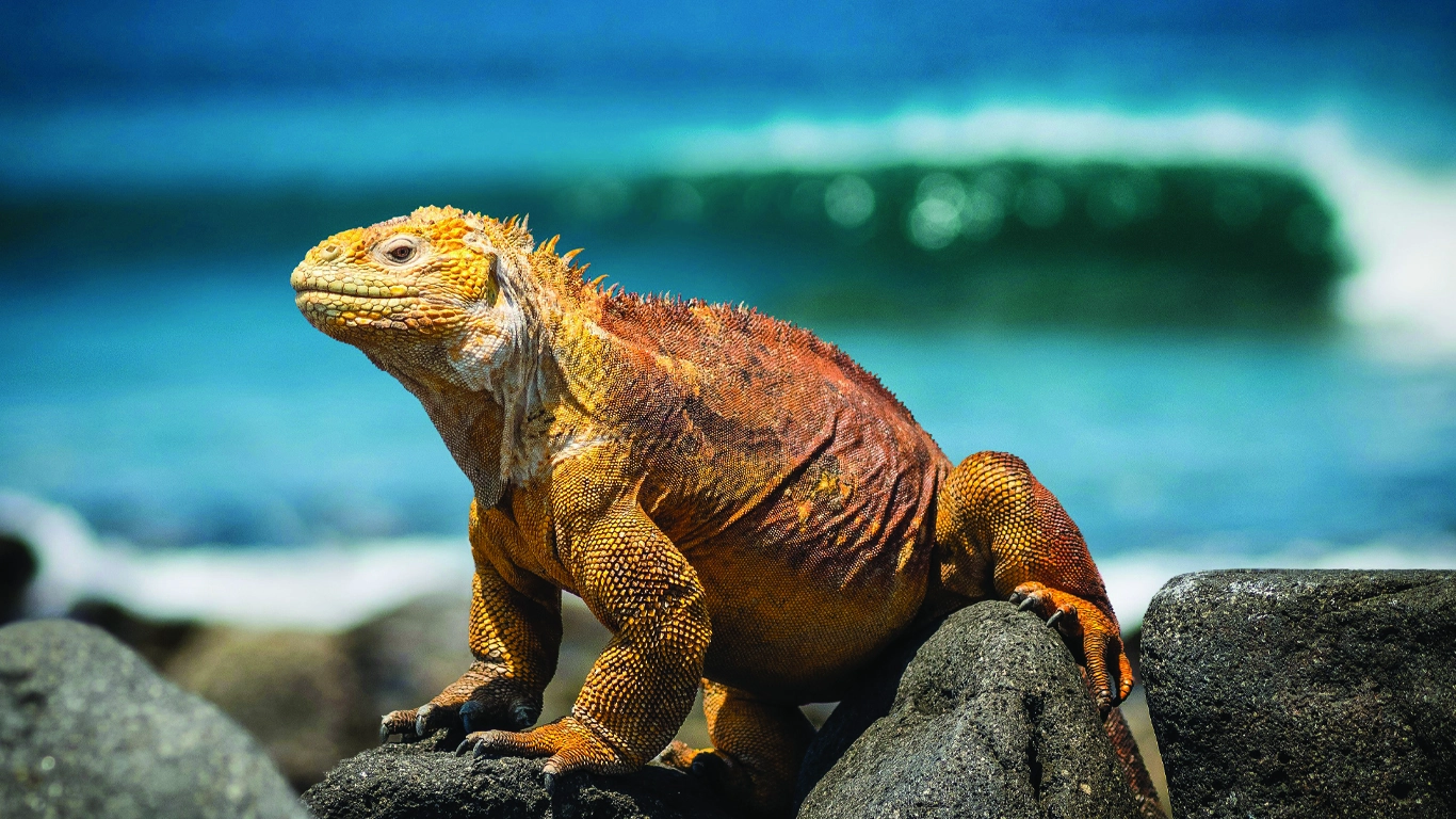 Machu Picchu & Galapagos Wonders featuring a 4-Night Cruise to the South Islands