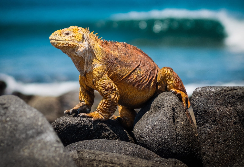 Machu Picchu & Galapagos Wonders featuring a 4-Night Cruise to the West Islands
