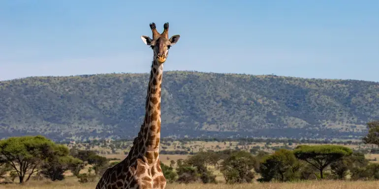 Tanzania: Kilimanjaro's Machame Route & Serengeti Wildlife