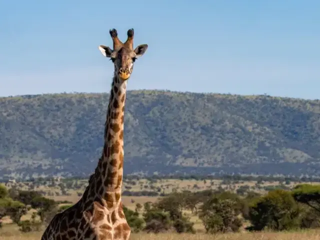 Tanzania: Kilimanjaro's Machame Route & Serengeti Wildlife