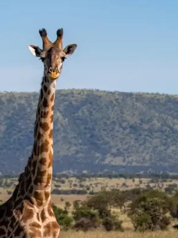 Tanzania: Kilimanjaro's Machame Route & Serengeti Wildlife