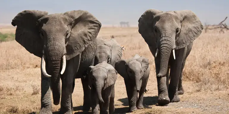 Tanzania: Kilimanjaro, the Serengeti & Zanzibar