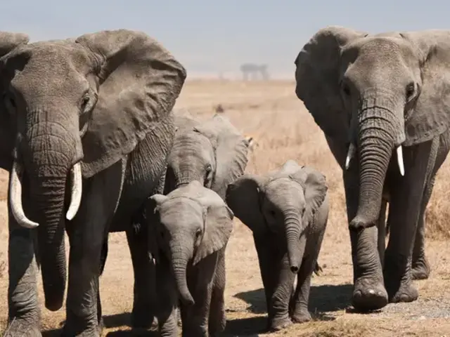 Tanzania: Kilimanjaro, the Serengeti & Zanzibar