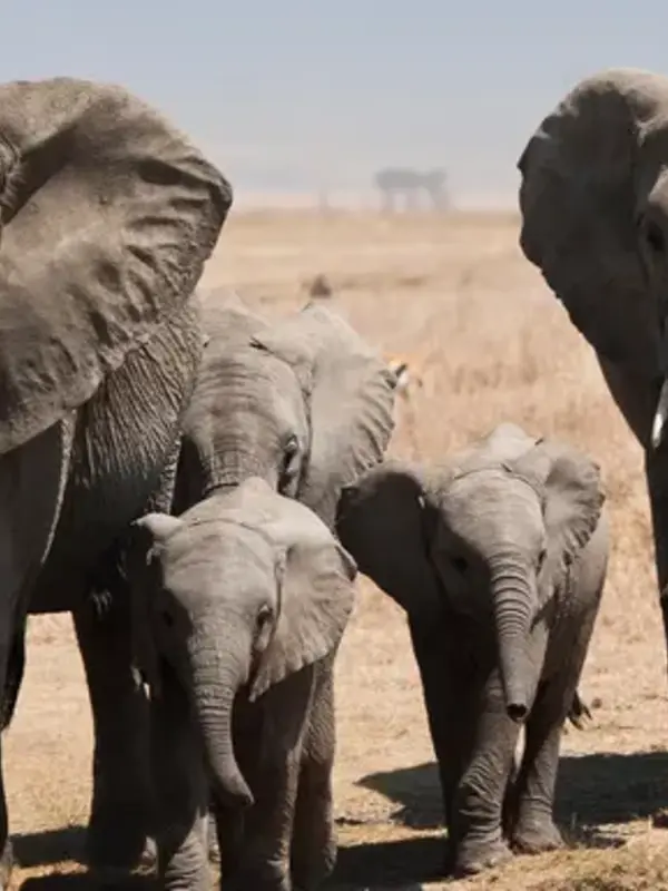 Tanzania: Kilimanjaro, the Serengeti & Zanzibar