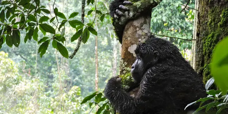 East Africa Discovery