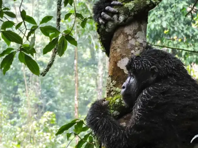 East Africa Discovery
