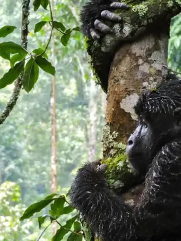 East Africa Discovery