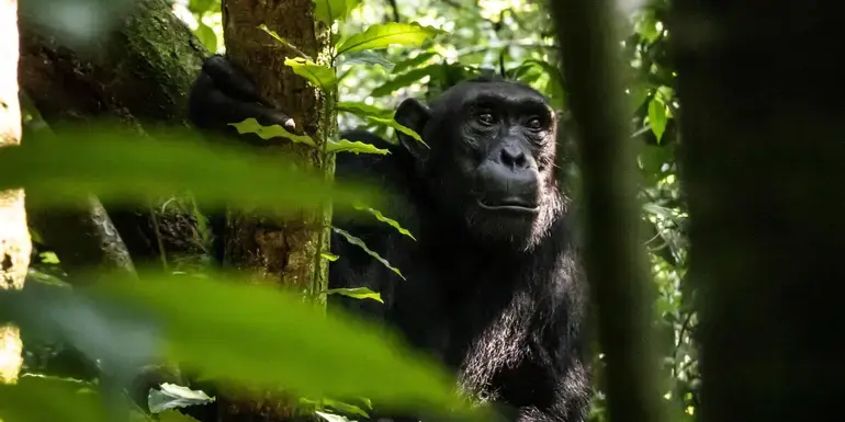 Kenya to Rwanda: The Maasai Mara, Gorillas & Chimps
