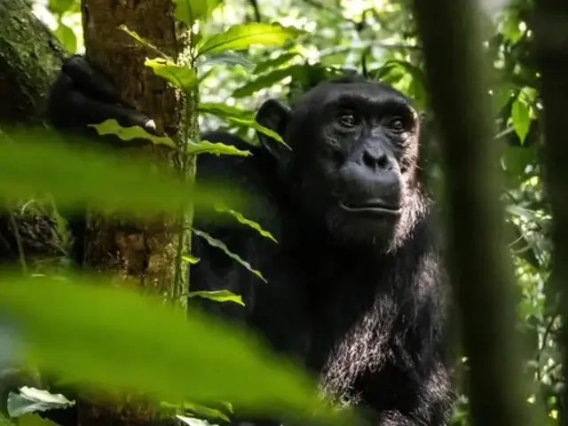 Kenya to Rwanda: The Maasai Mara, Gorillas & Chimps
