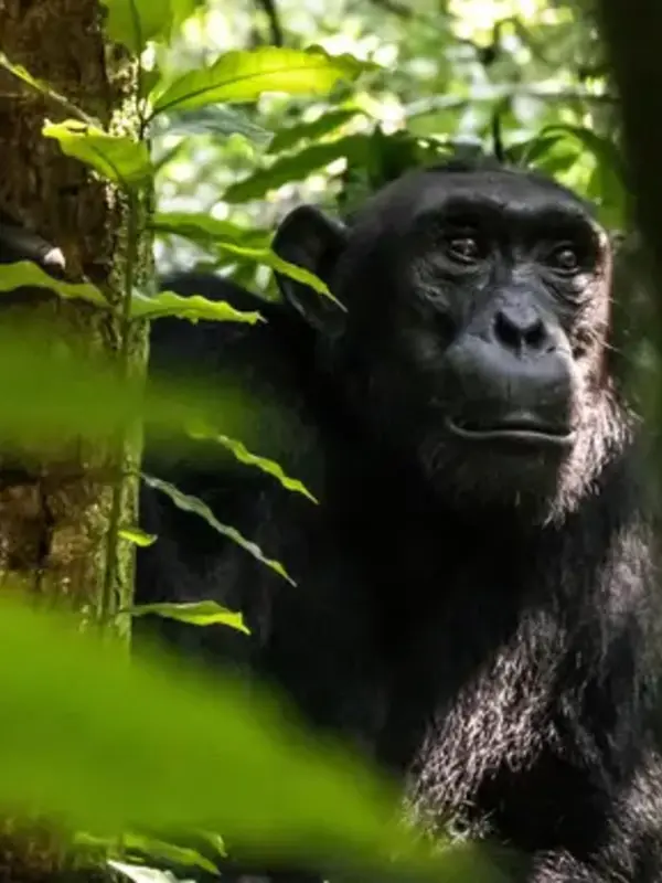 Kenya to Rwanda: The Maasai Mara, Gorillas & Chimps