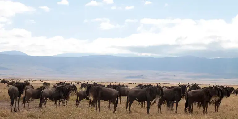 Kenya & Tanzania: Amboseli, The Serengeti & Ngorongoro Crater