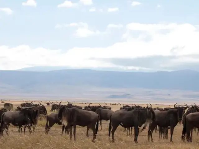 Kenya & Tanzania: Amboseli, The Serengeti & Ngorongoro Crater