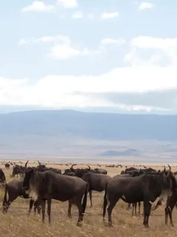 Kenya & Tanzania: Amboseli, The Serengeti & Ngorongoro Crater