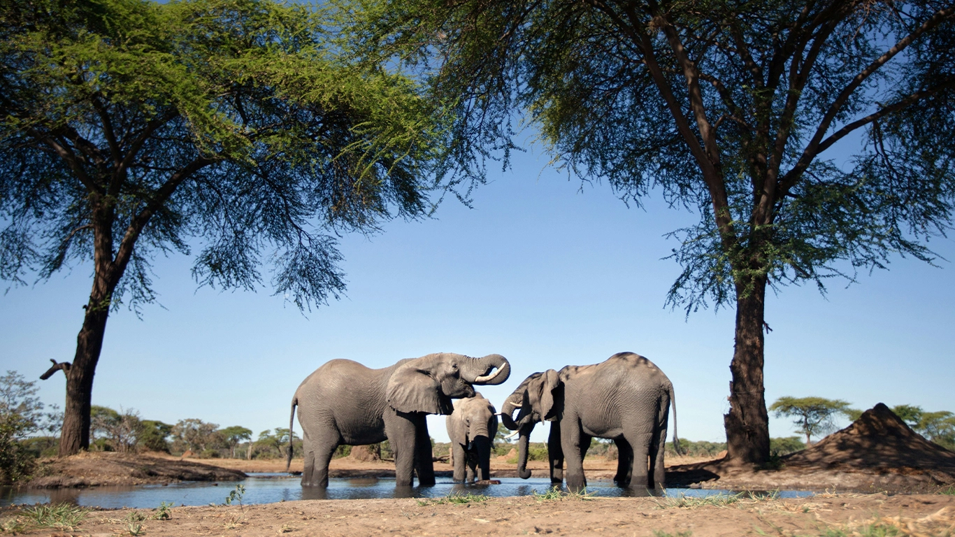 Iconic South Africa