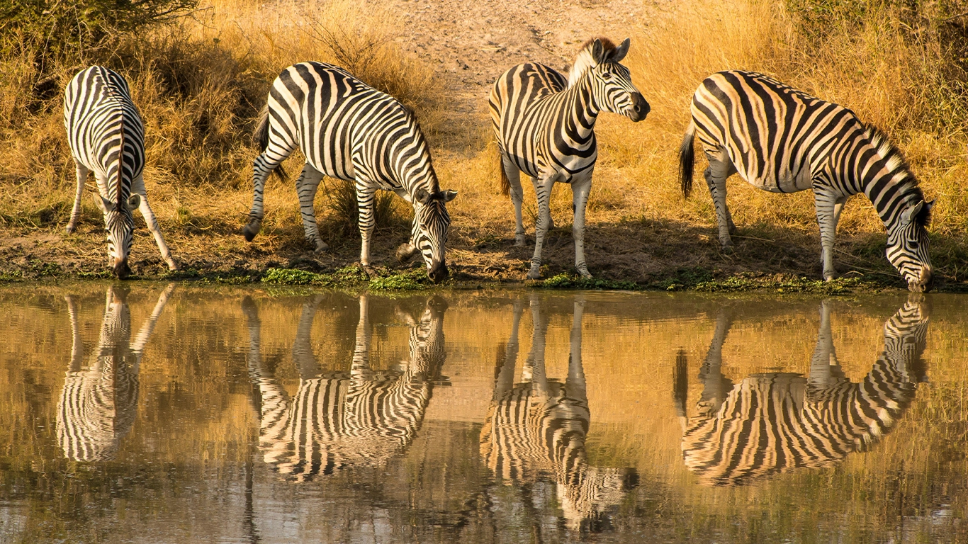 Iconic South Africa