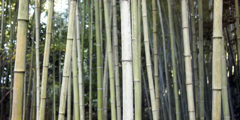 Japan: Osaka, Kyoto, Mount Fuji & Tokyo