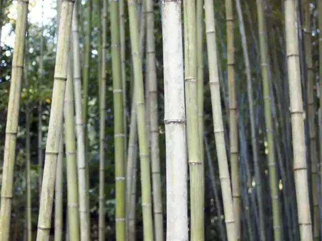 Japan: Osaka, Kyoto, Mount Fuji & Tokyo