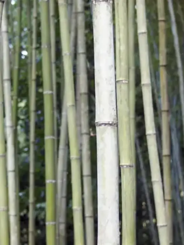 Japan: Osaka, Kyoto, Mount Fuji & Tokyo