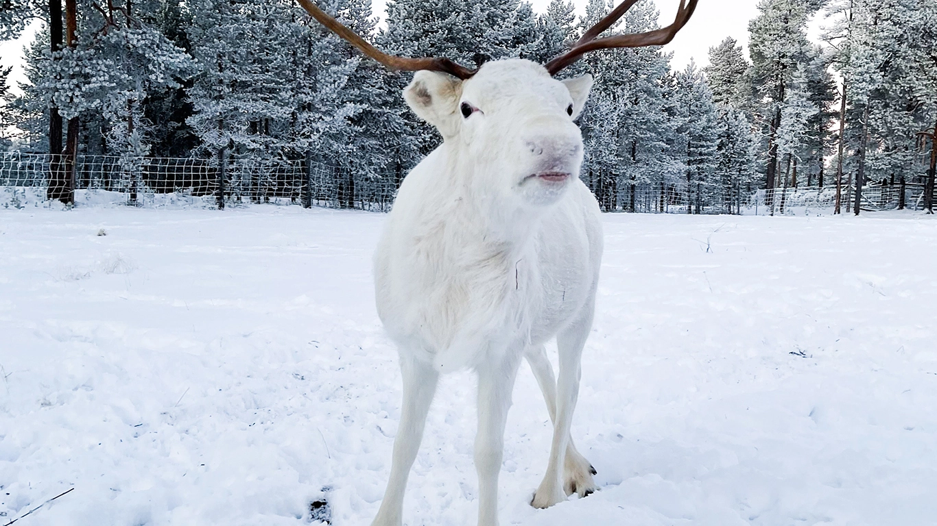 Winter Nordic Discovery