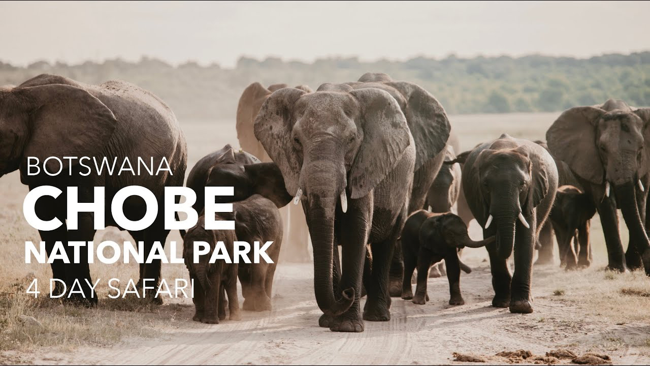 Exploring Chobe: A Journey on the Zambezi Queen