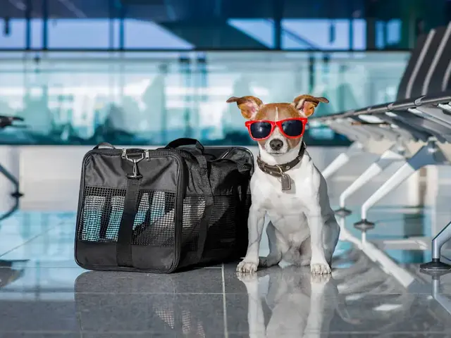 Traveling with Pets on Airlines: A Complete Guide to Stress-Free Journeys