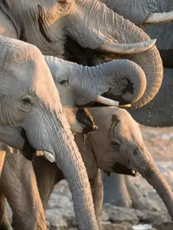 Signature: Botswana's Wildlife & the Okavango Delta