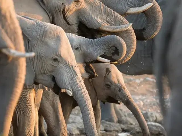 Signature: Botswana's Wildlife & the Okavango Delta
